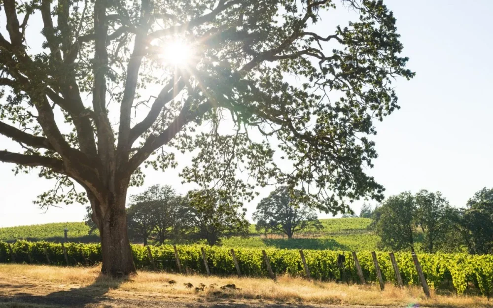 Best wineries in Oregon's Willamette Valley, Appassionata Estate