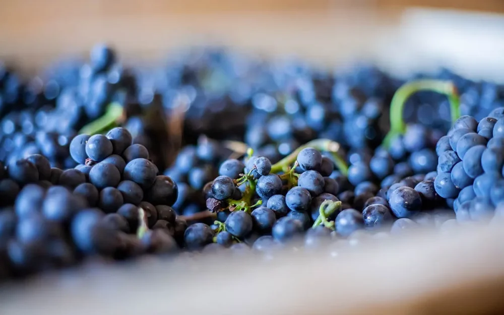 Closeup of wine grape clusters